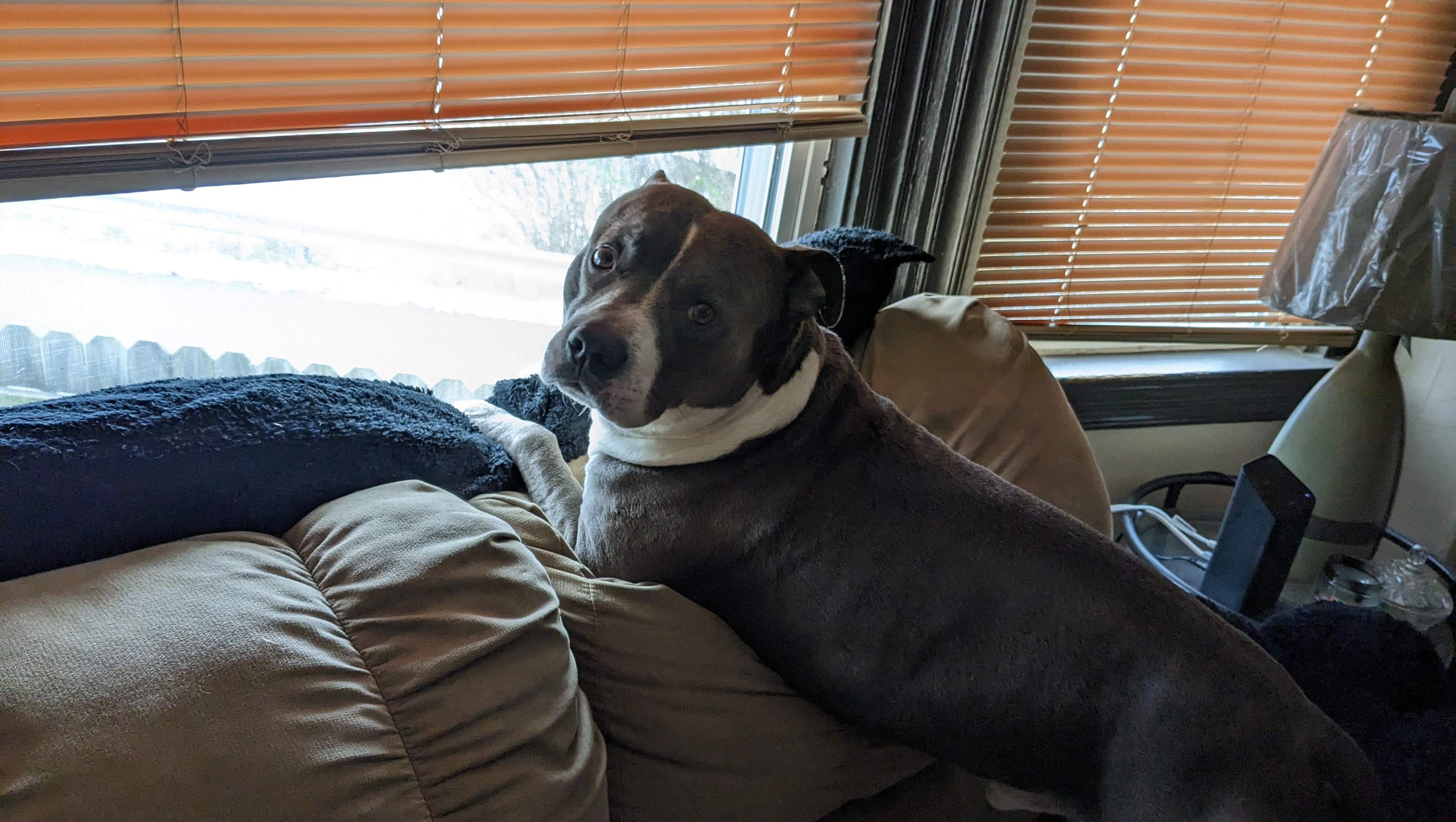 Lando fight lymphoma. photo