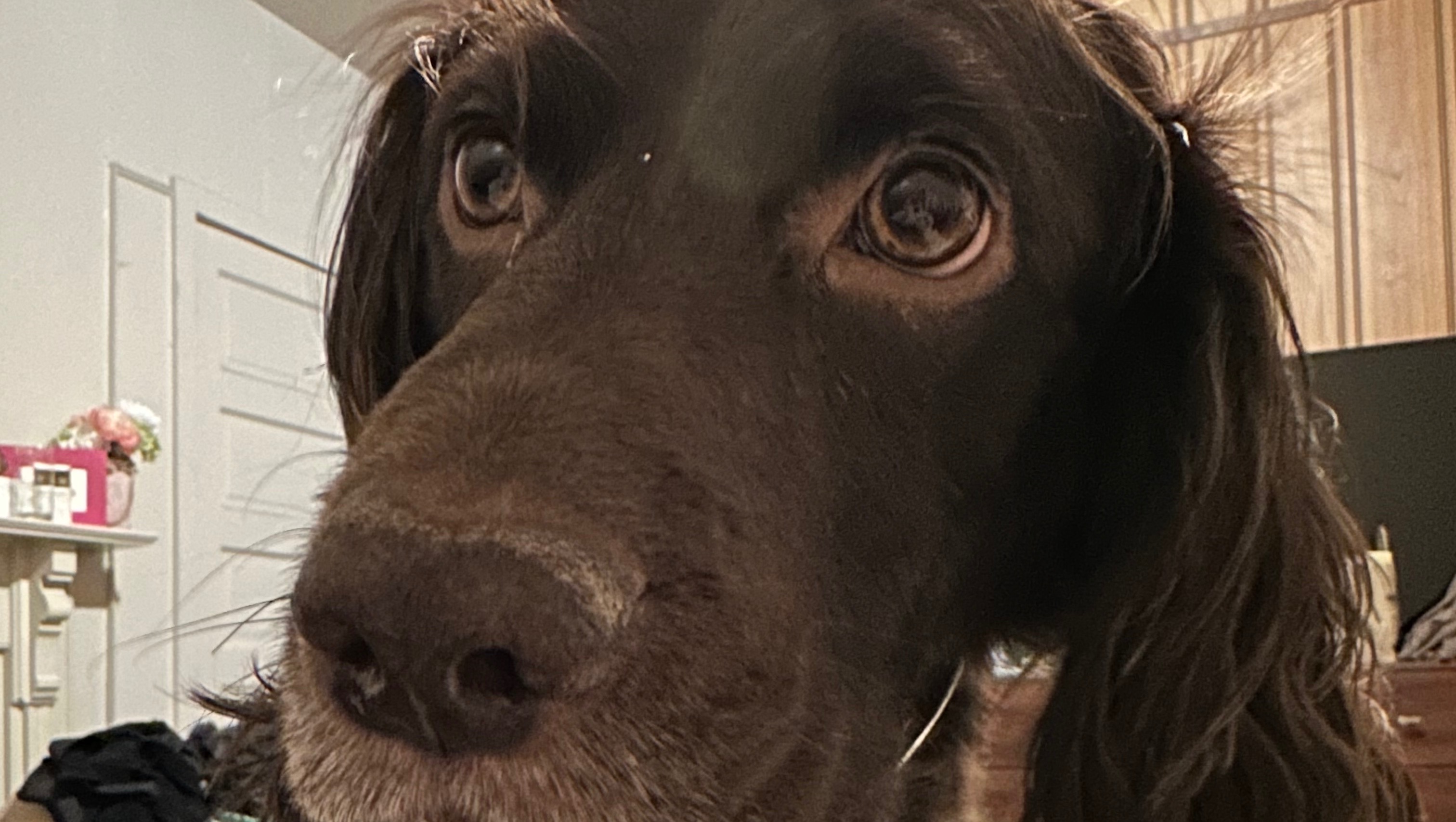 fundraiser-by-christina-pier-help-henrik-get-ivdd-surgery