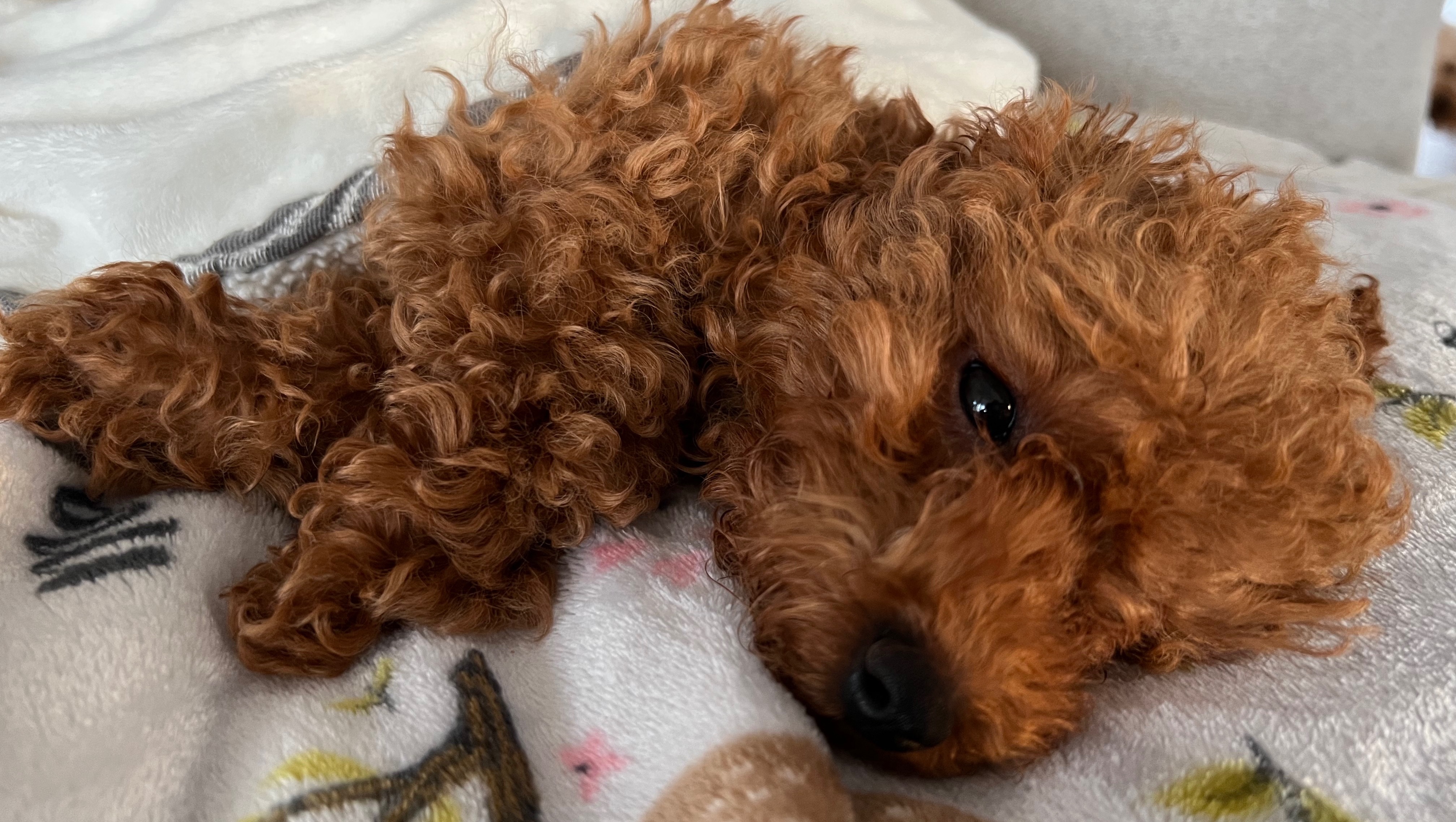 Frankie needs an emergency surgery. photo