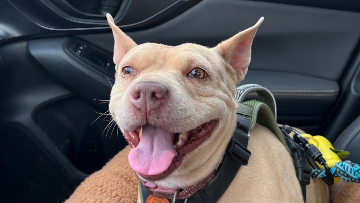 Help us raise funds for Cairo’s medical expenses photo