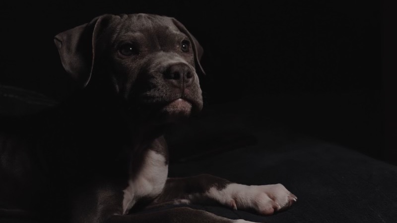 Donate To Help Save Carti photo