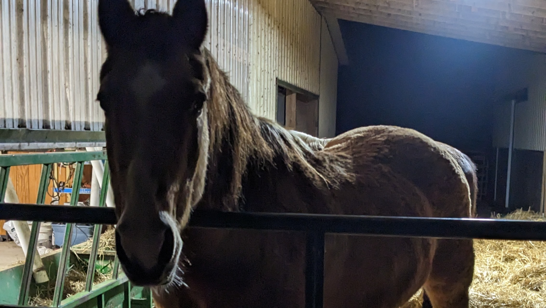 Pilgrim colic surgery photo