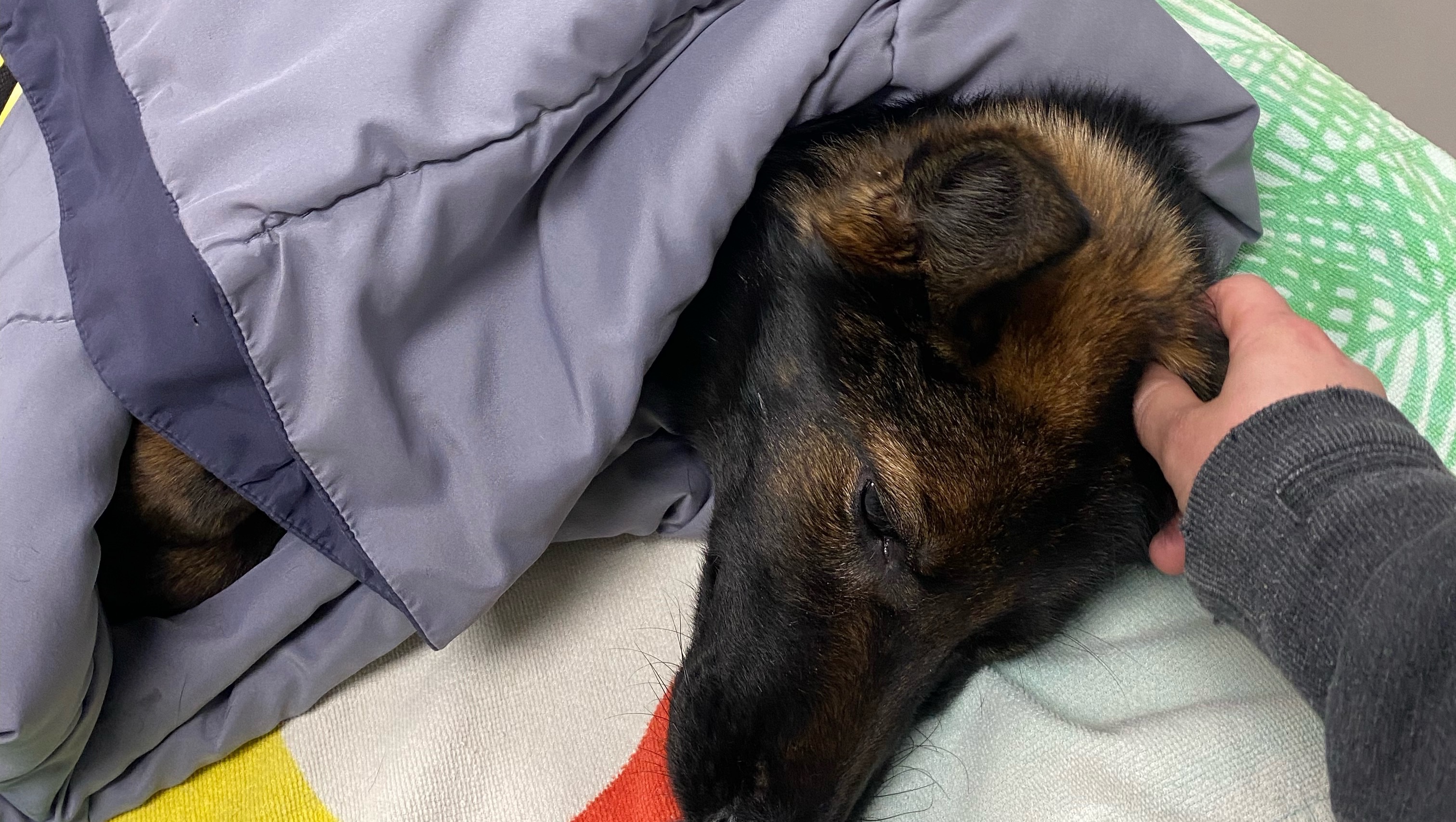 Fundraiser for Kassidy Ziegel by Sami Haidouchi : Help save Keeper!