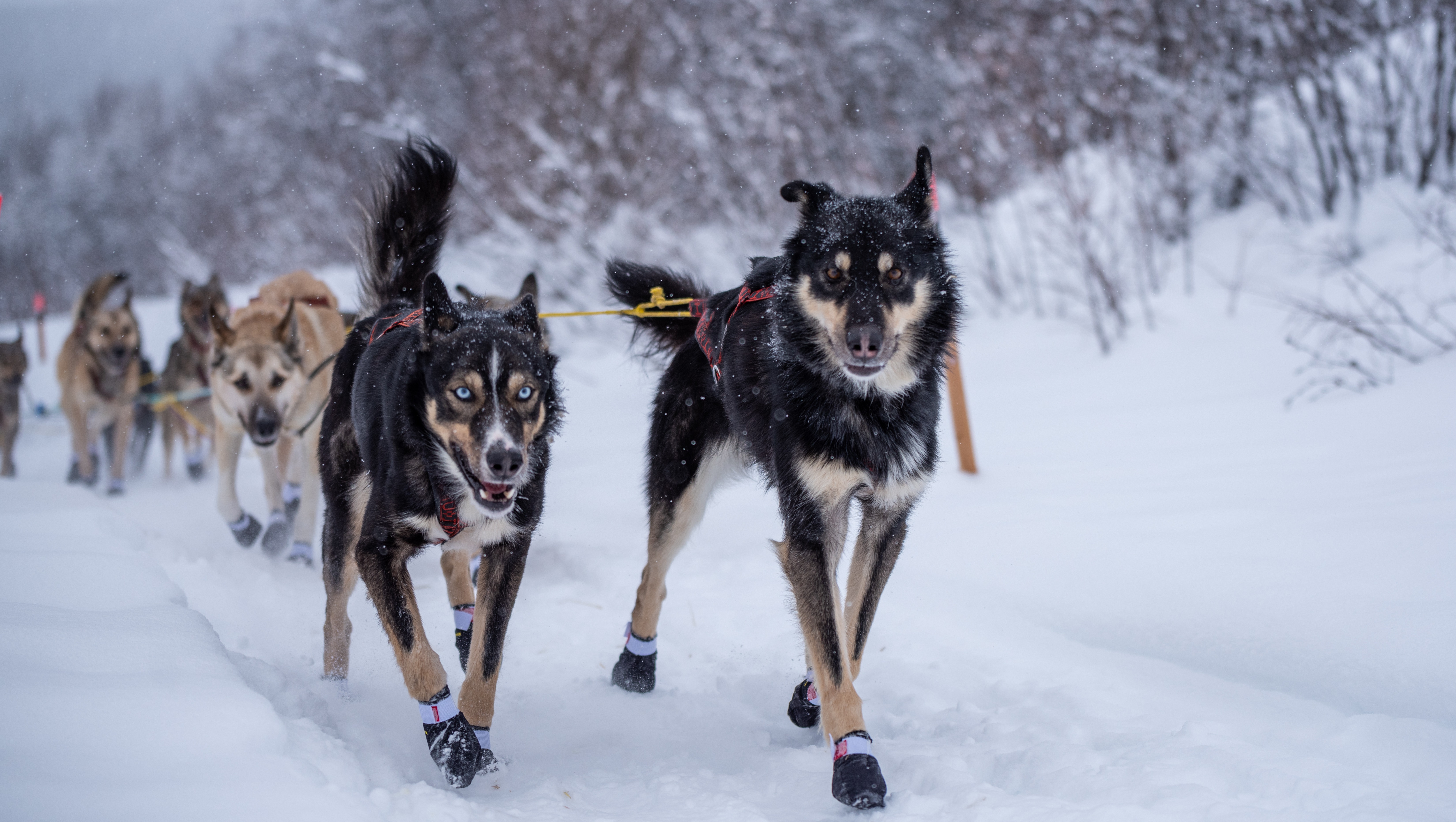 Husky booties top