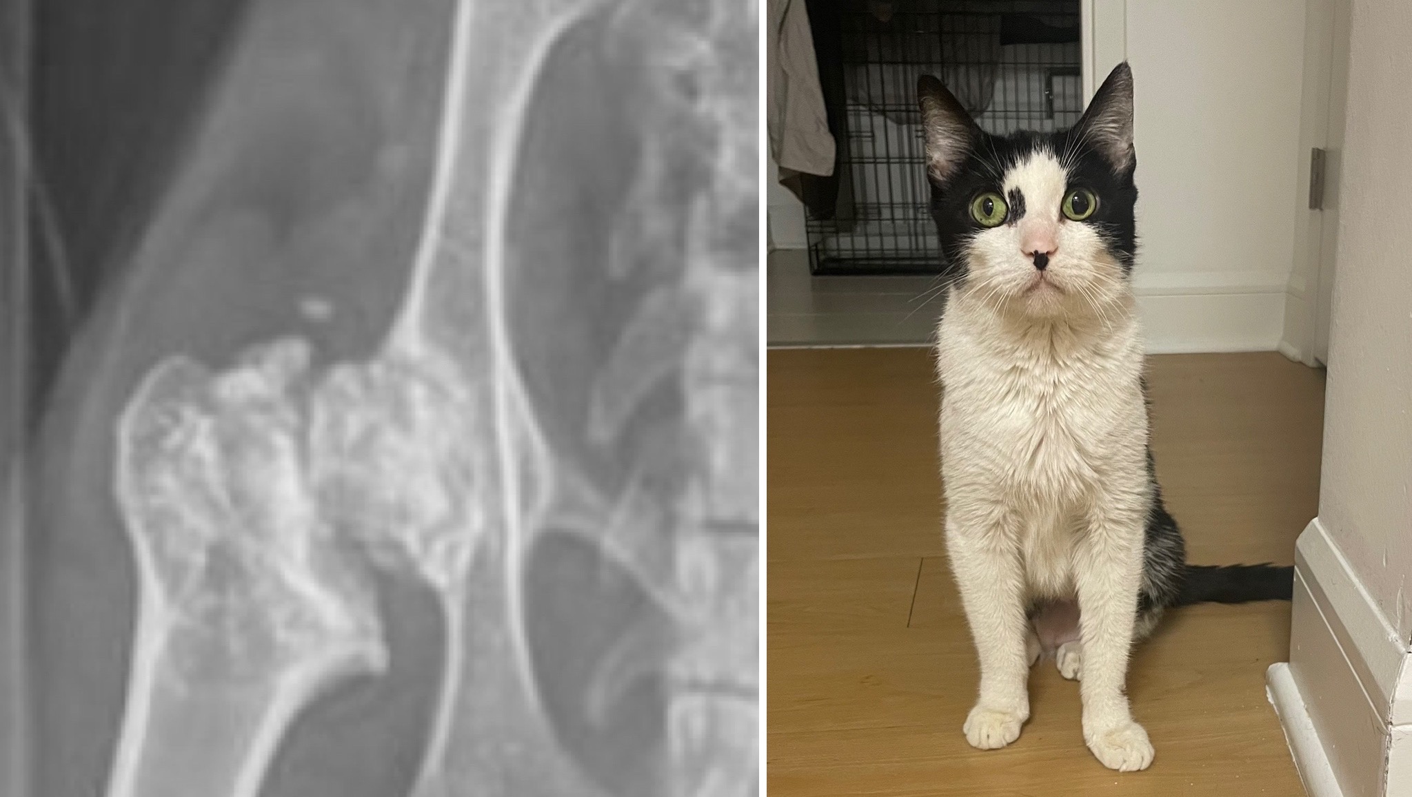 Decy needs surgery for broken leg ASAP. photo