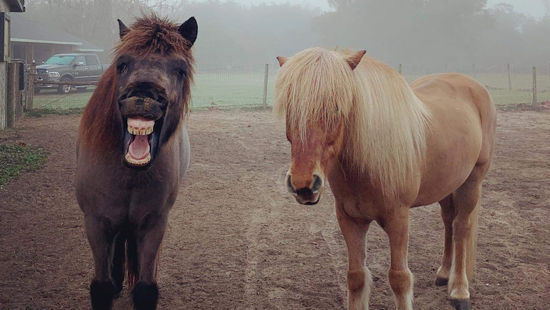 Pay off the Mortgage on our Farm. photo