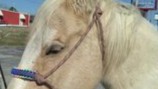 A Pasture for 3 horses kicked out of their home. photo