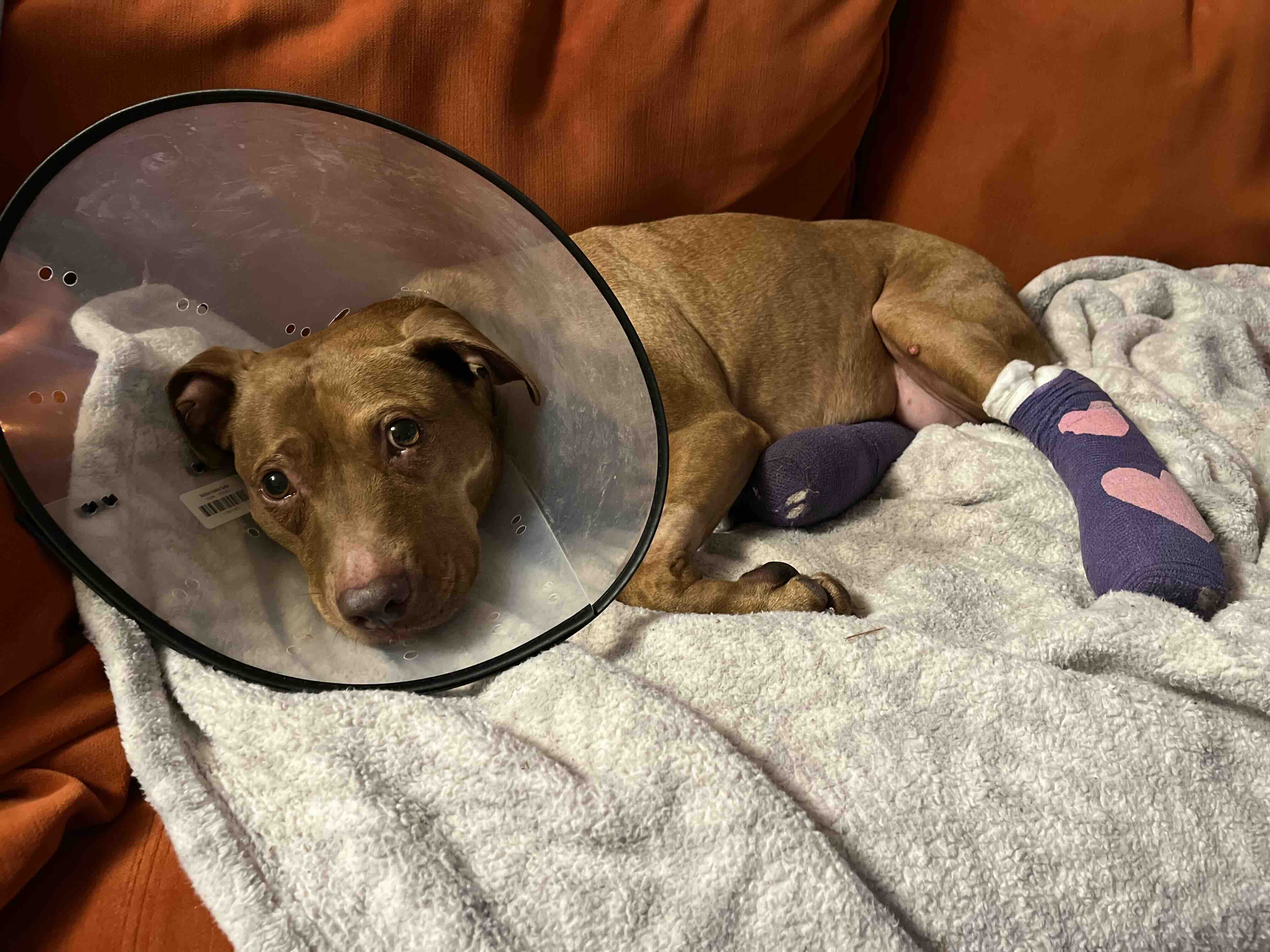Help with vet bills after a hit and run photo