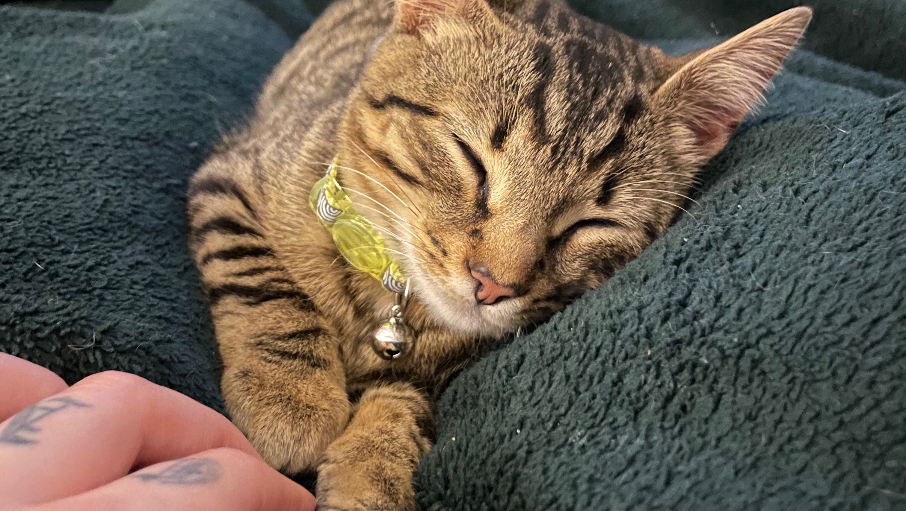 Kitten w kidney failure photo