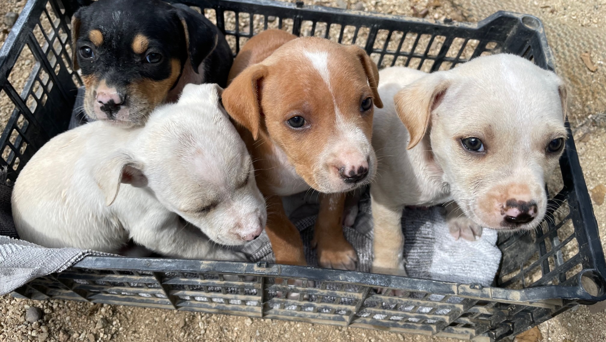 Mamá Luna's Puppy Rescue photo