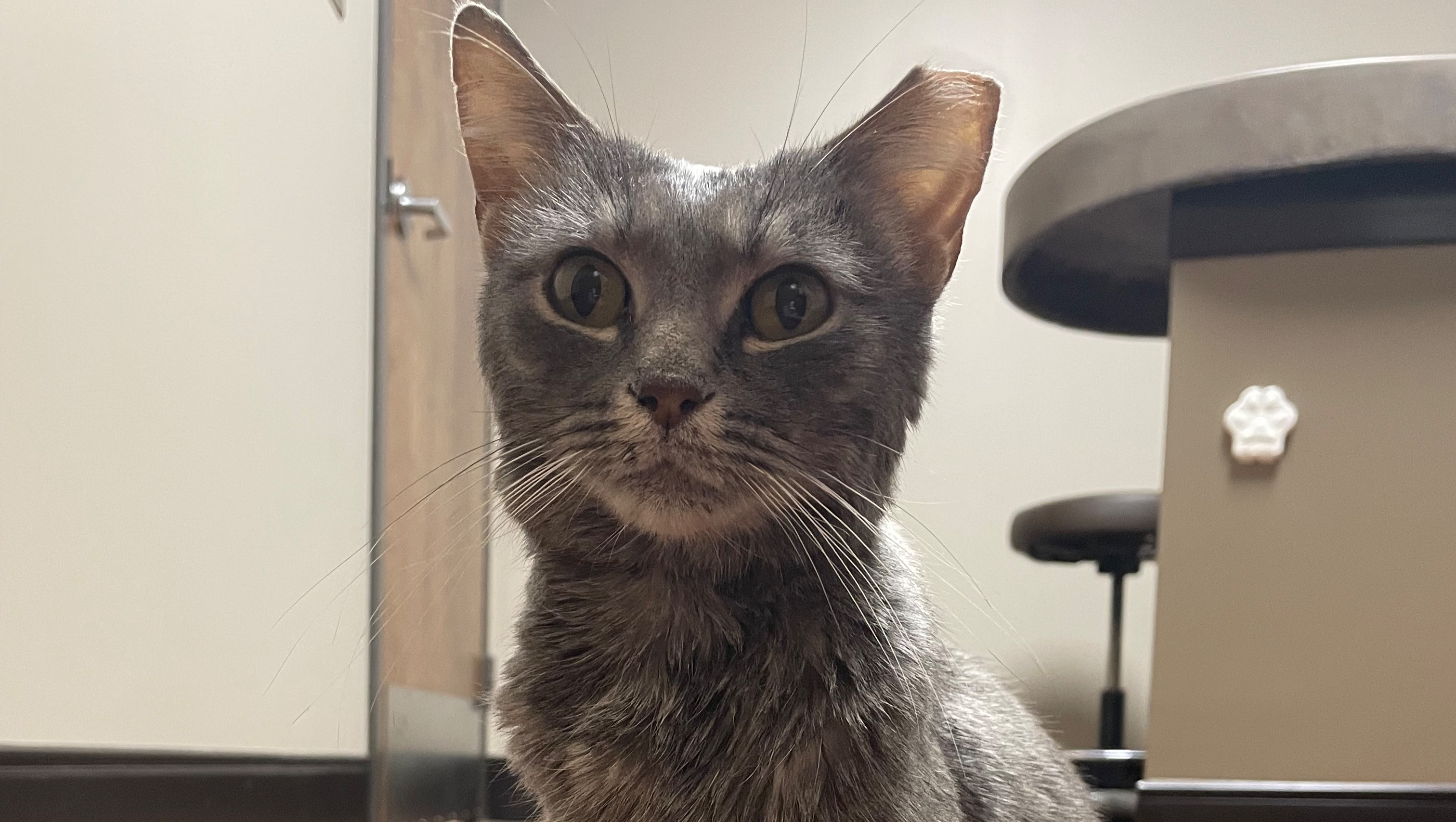Buffy's Medical Bills photo