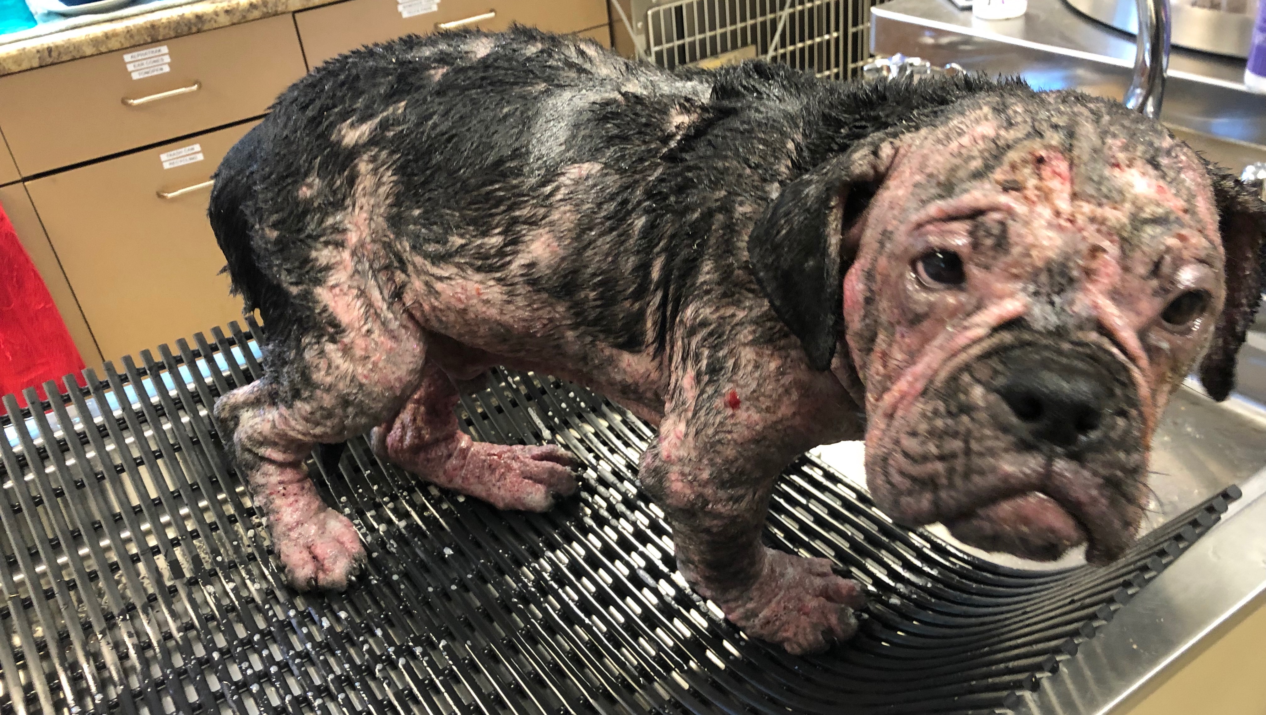 Healing Hiccup photo