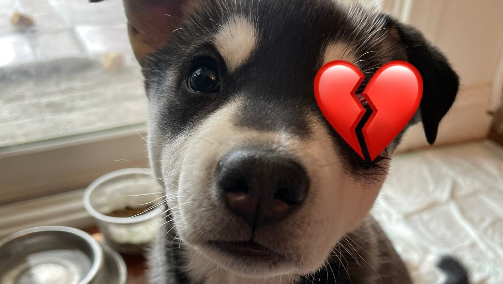 Best lost dog named lucky Online, image size:1635x923