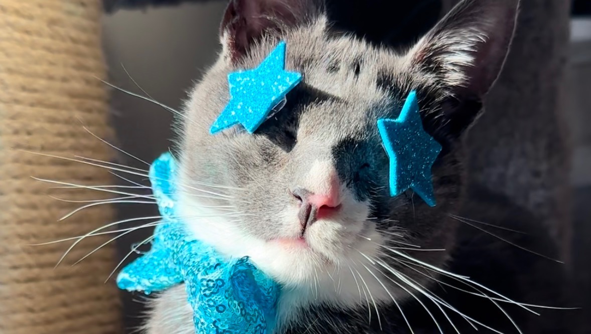Help Rafiki’s Rescue Recoup & Pay Off Vet Debt photo