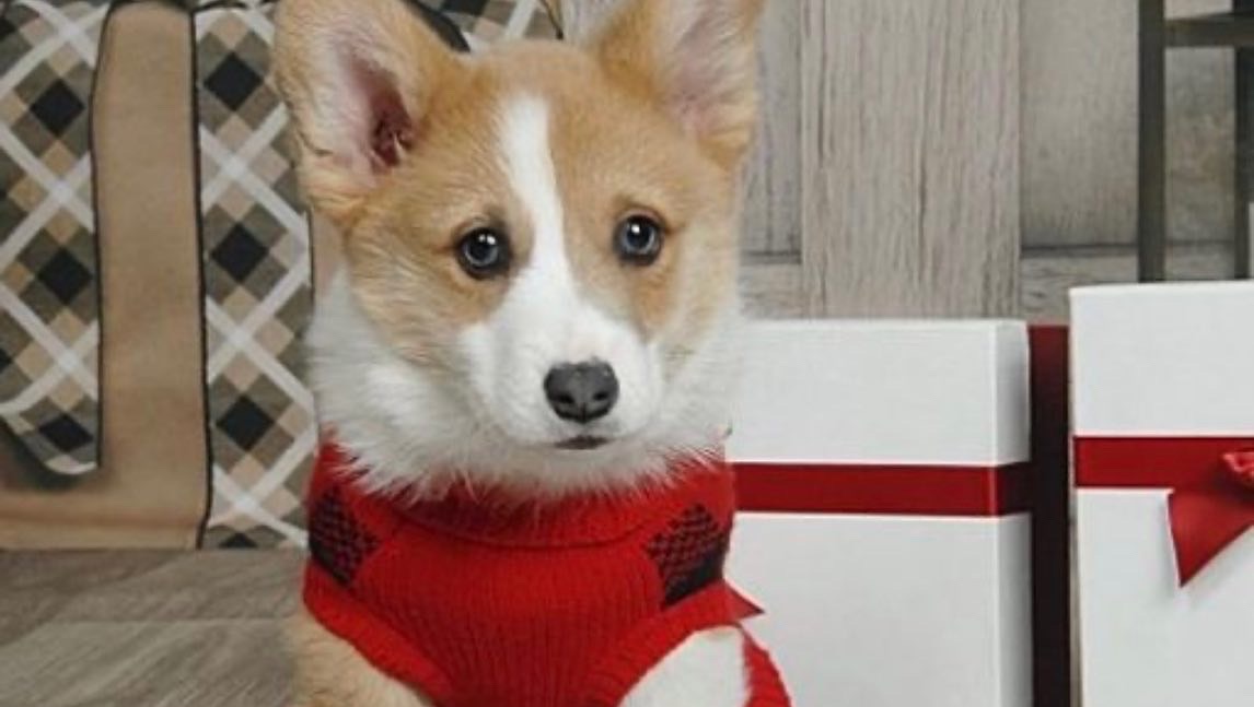 Fundraiser by Danielle Santore Cheddar’s Battle With Kidney Failure