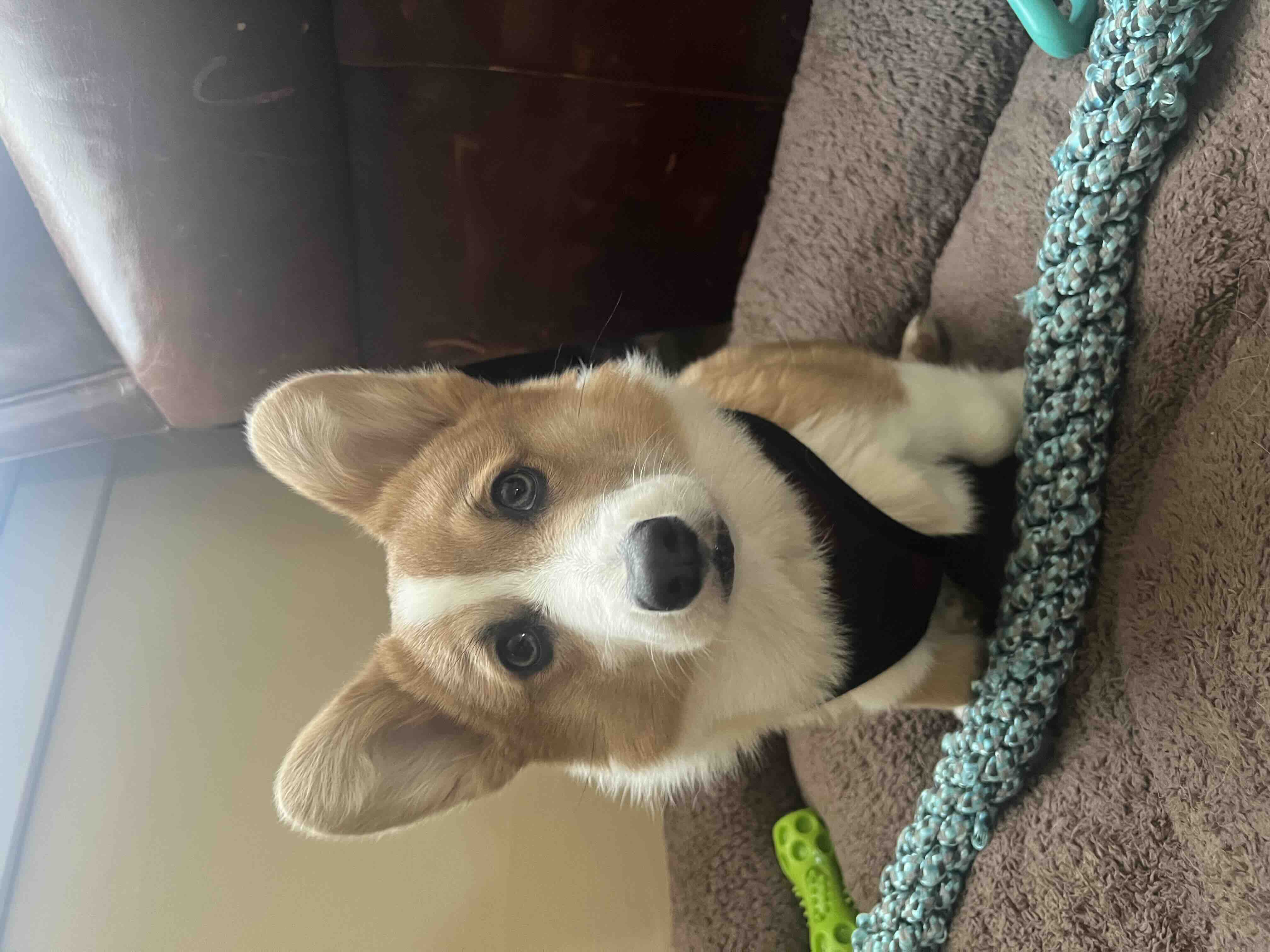 Fundraiser by Danielle Santore Cheddar’s Battle With Kidney Failure