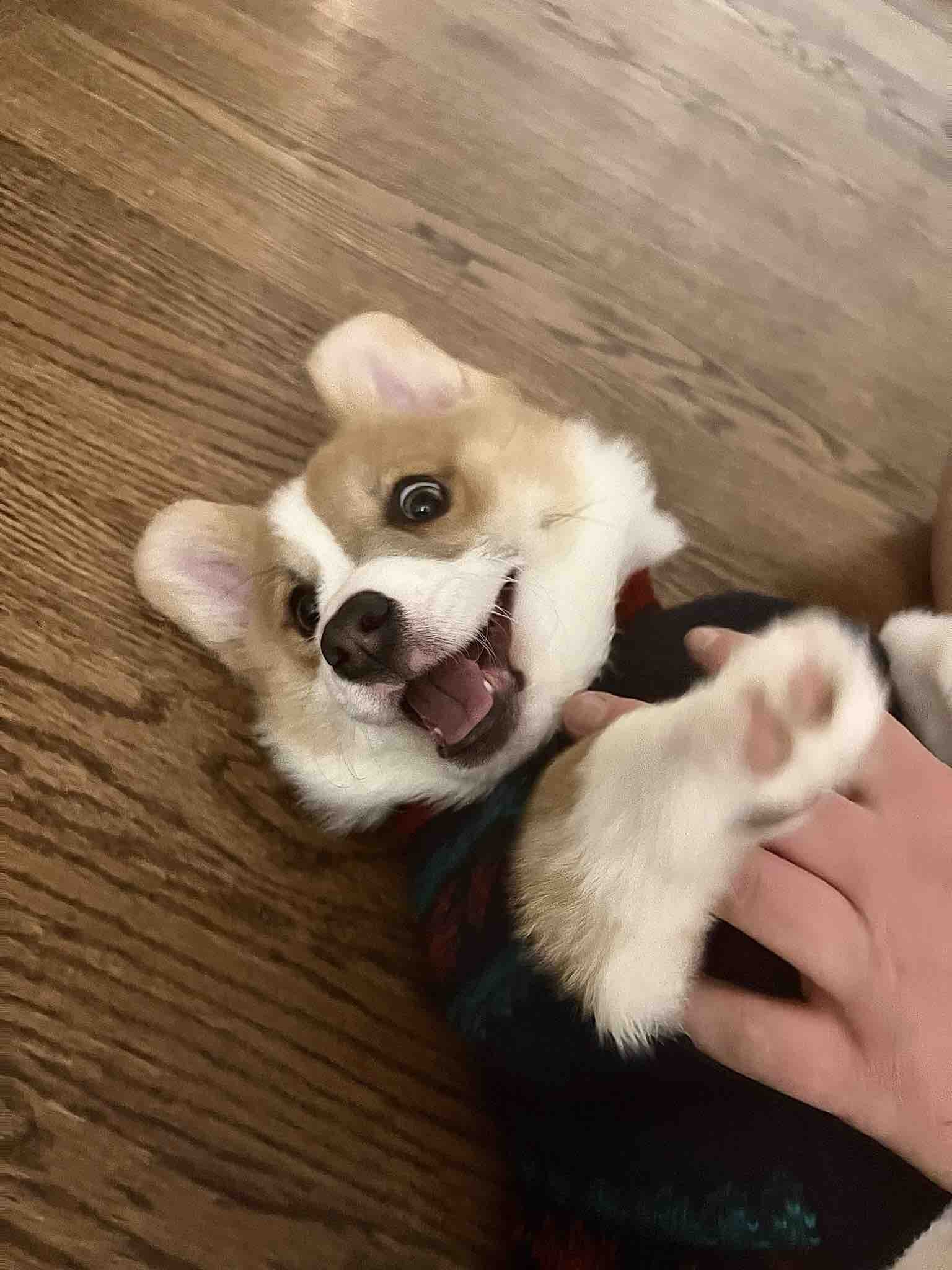 Fundraiser by Danielle Santore Cheddar’s Battle With Kidney Failure