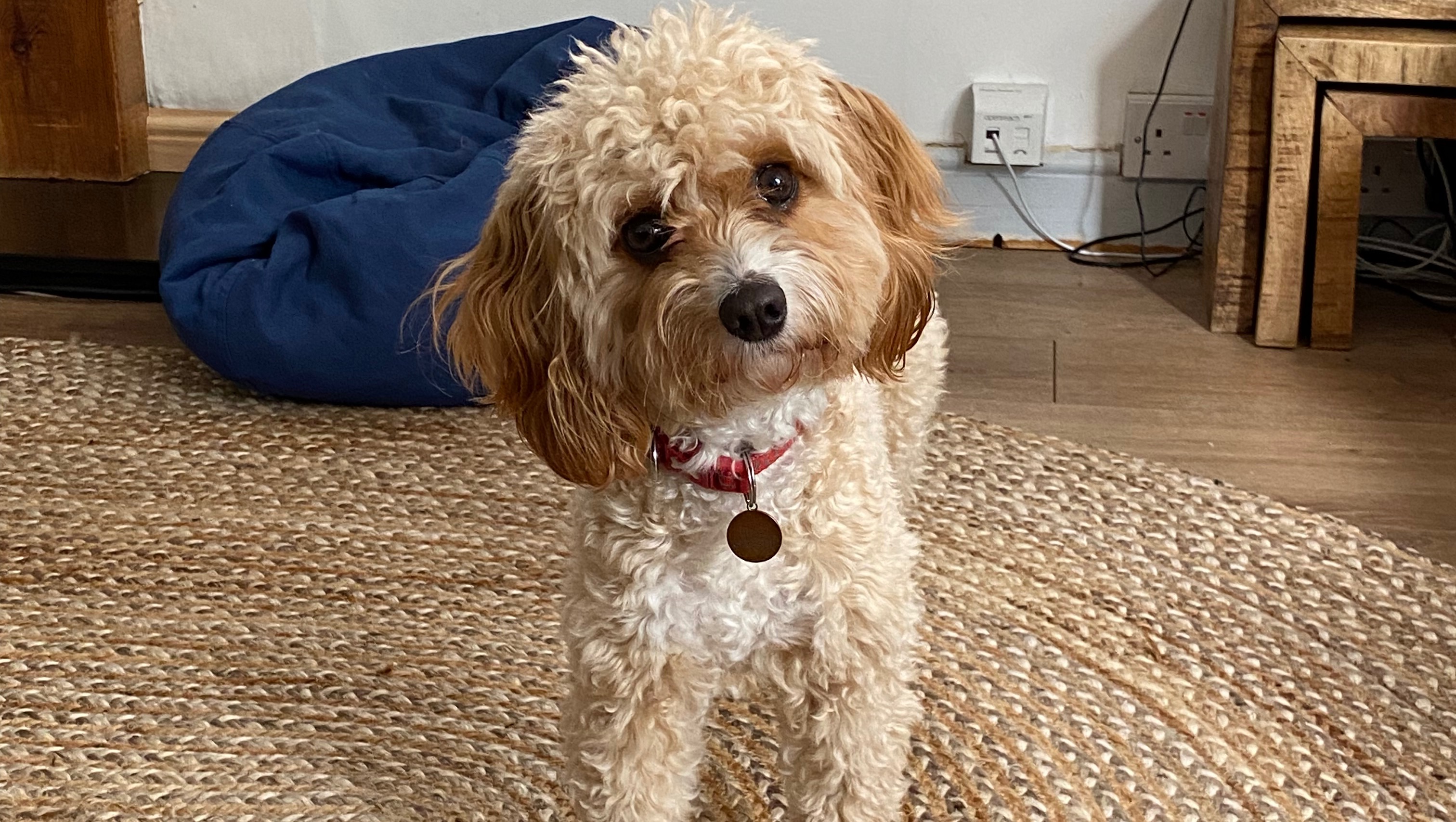 Fundraiser by Esther Garbutt Please help Dolly get her PDA heart surgery