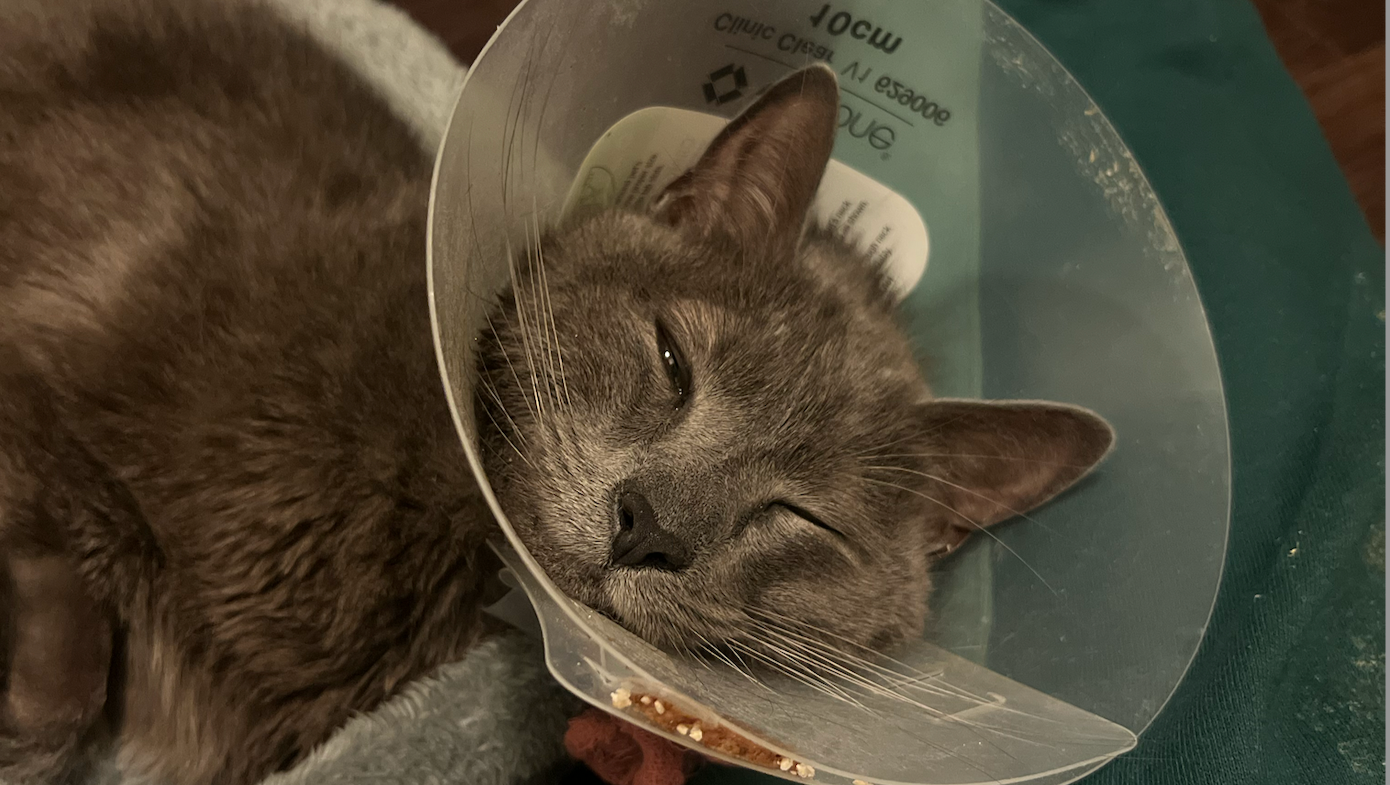 Tito's Emergency Surgery photo