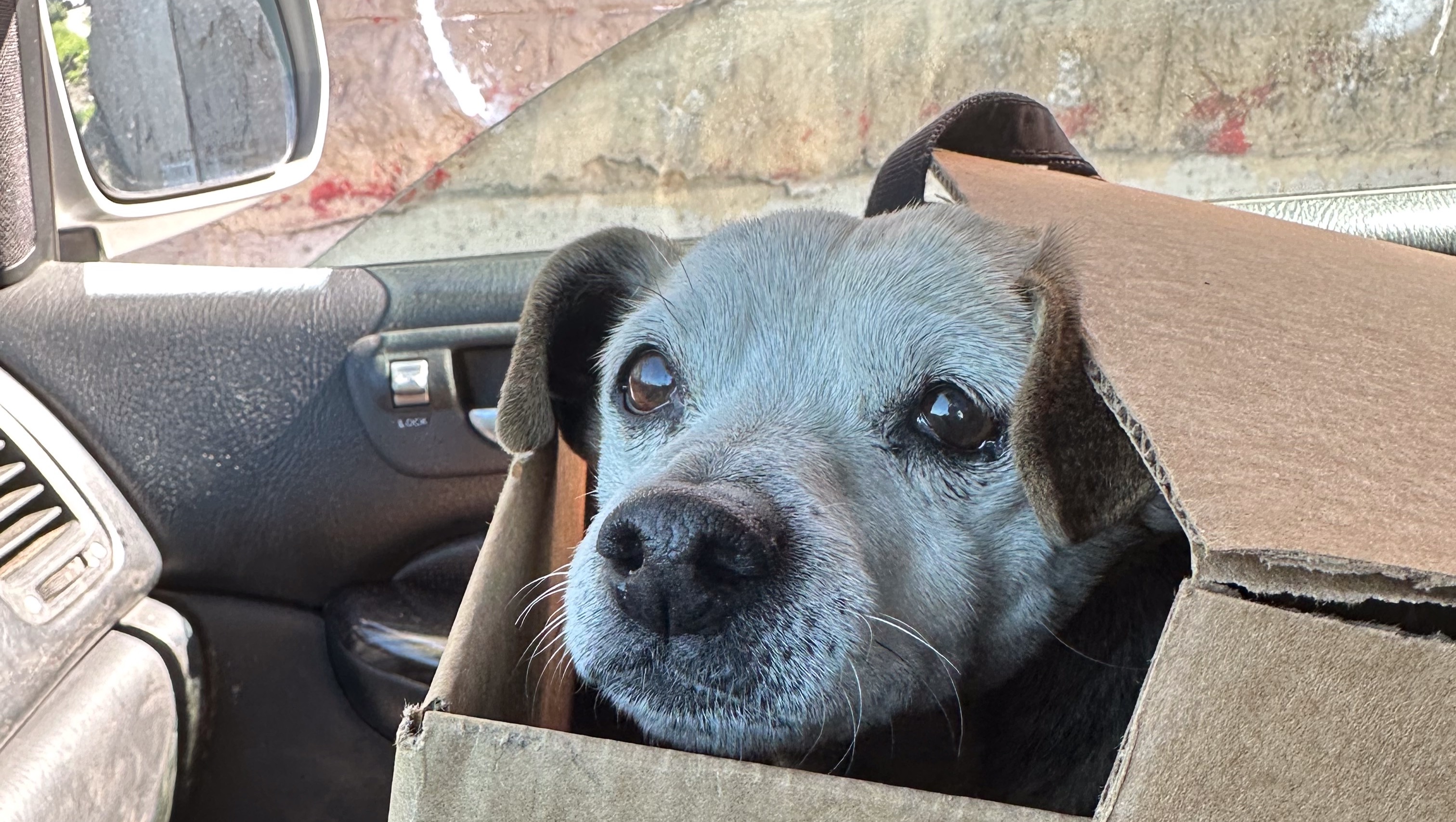 Fundraiser by Kiara Mccarthy Help BuddyThe Senior Dog DUMPED on the