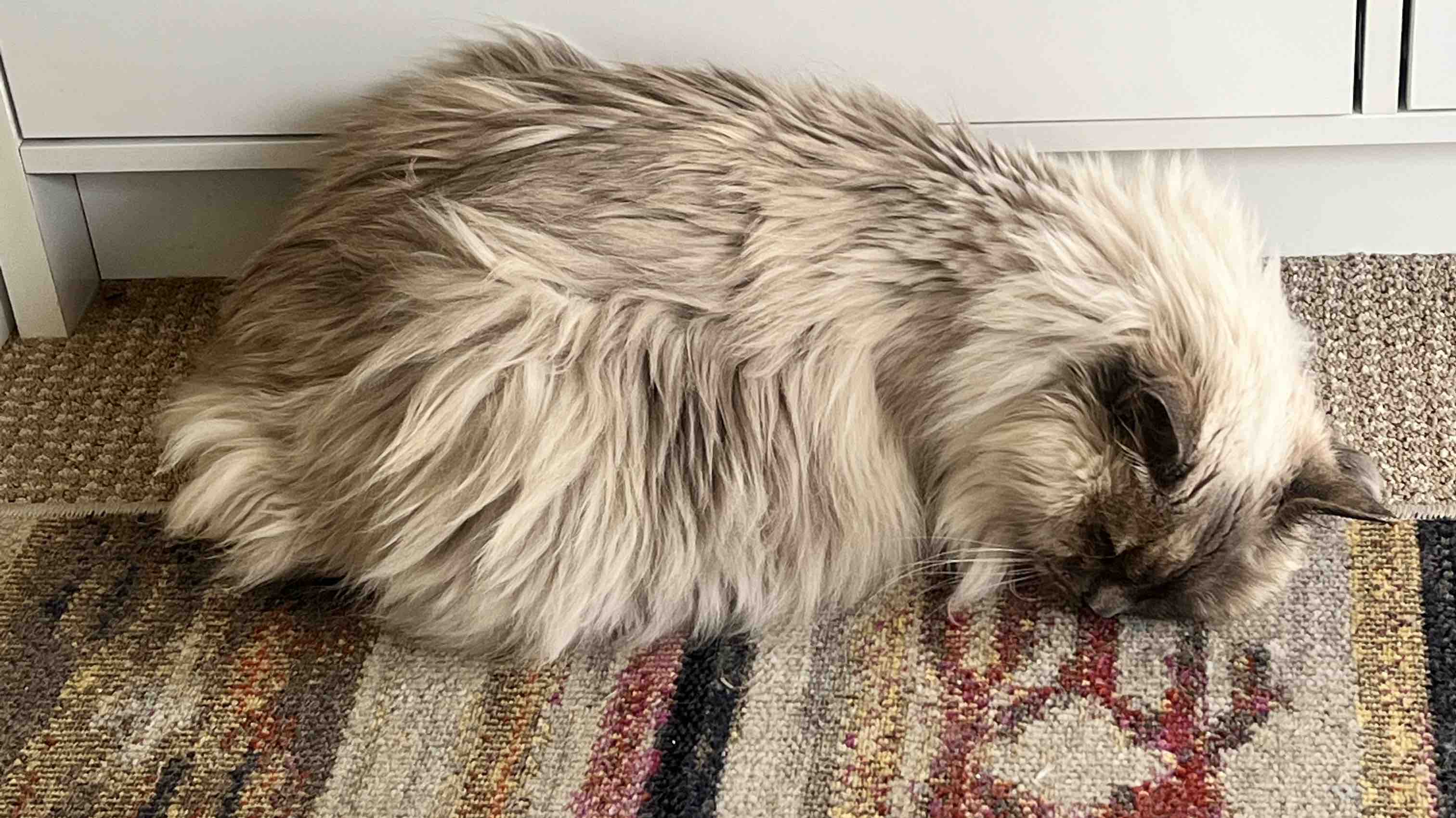 Help Us Help Tela - $27 a day photo