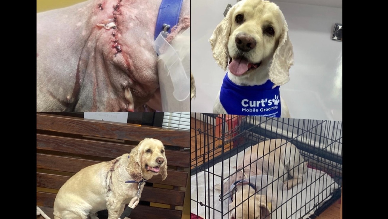 My Dog Needs Surgery photo