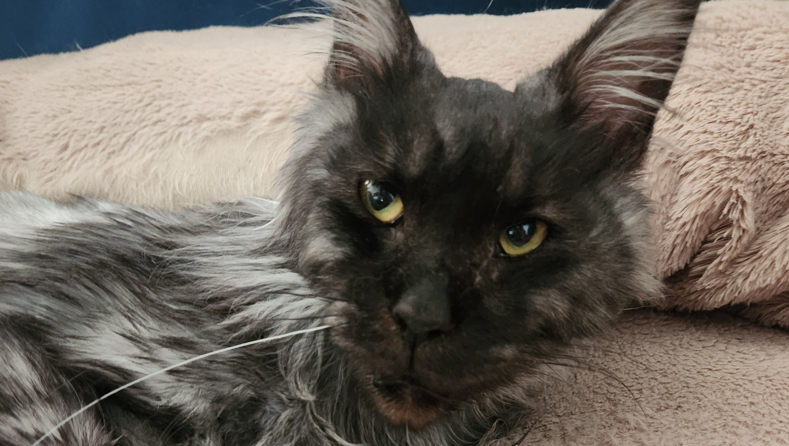 IVAN'S FIP MEDS! photo