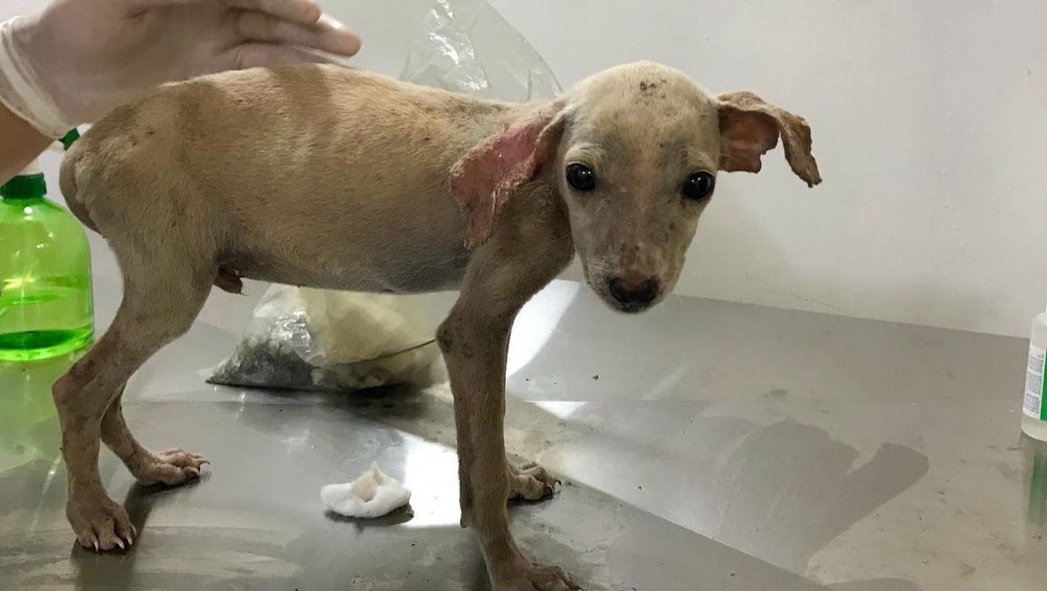 Fundraiser by Laura LIBERATORE : Trap, Neuter and Release stray animals