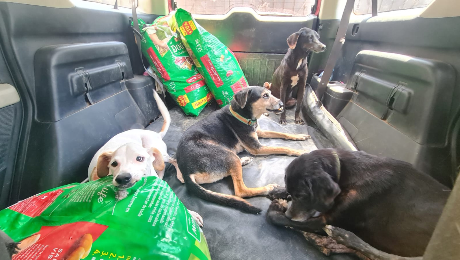 Fundraiser by Sophie Gamand : Buying a life-saving van for Riviera Rescue