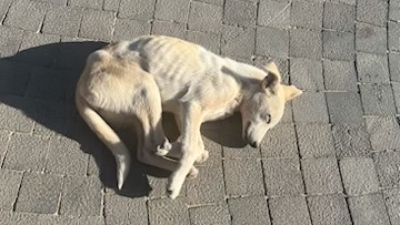 Can you help me save Petra? Please read her story. photo