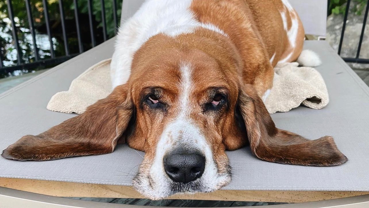 Help us fight for our Watson  photo