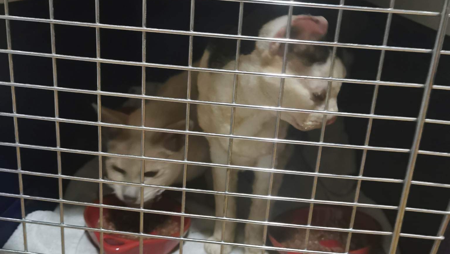 Fundraiser by Border Small Animal Rescue Myrtleford house fire