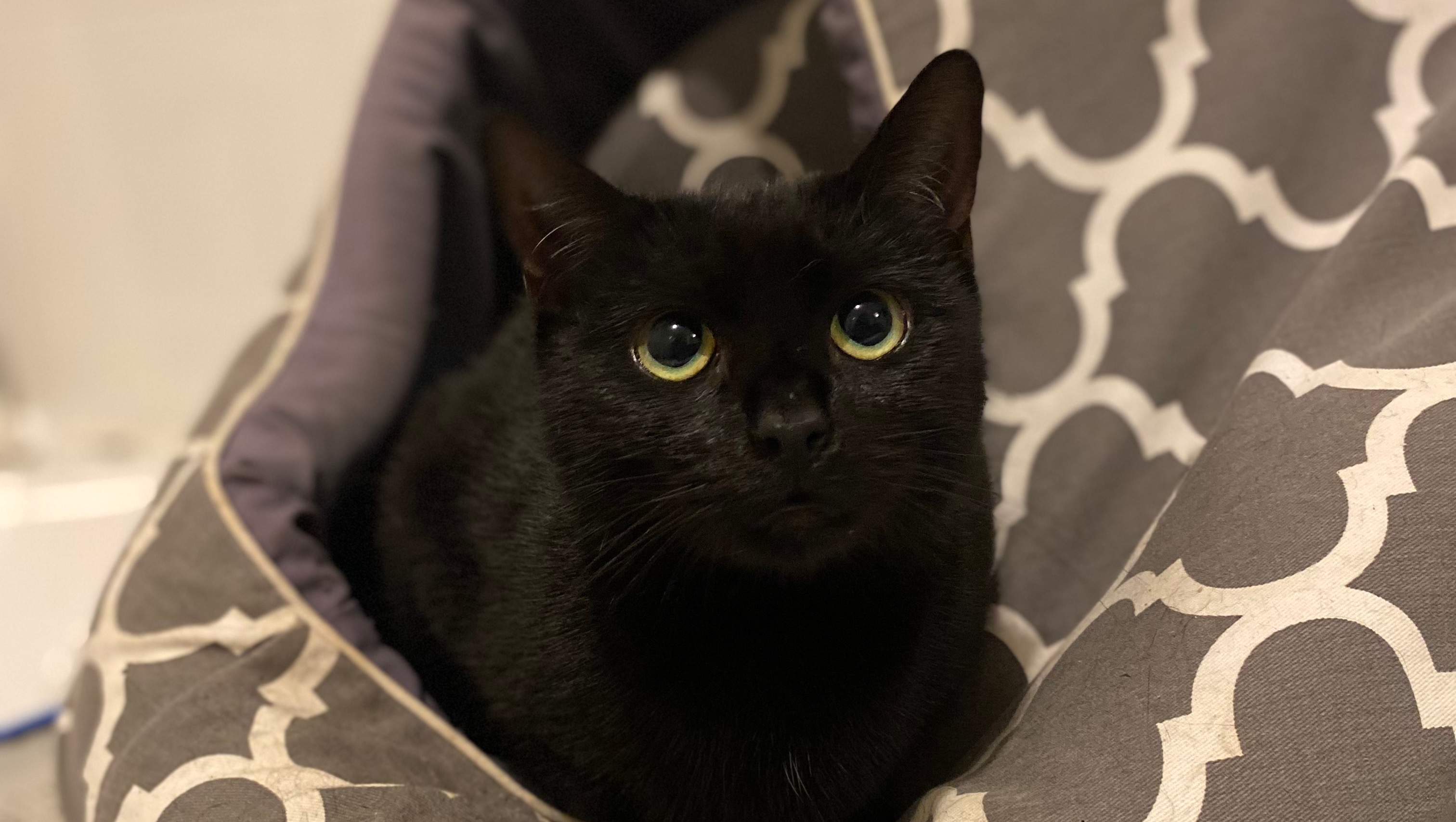 Fundraiser by Border Small Animal Rescue Myrtleford house fire