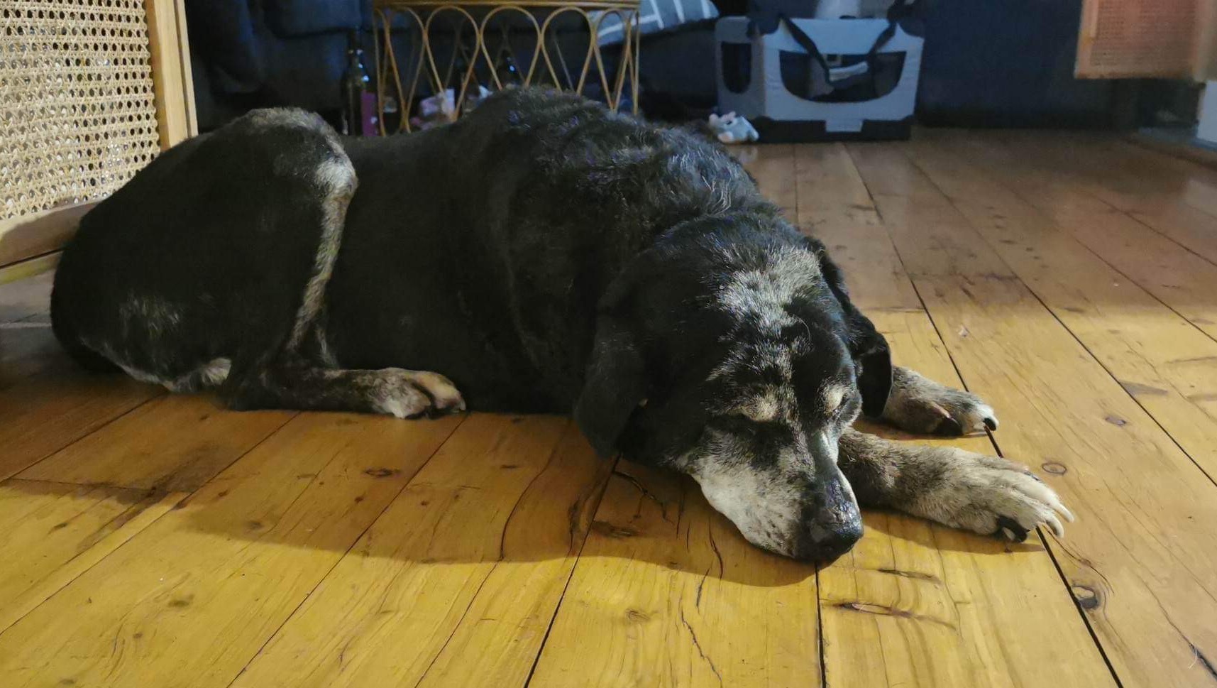 Fundraiser by Border Small Animal Rescue Myrtleford house fire