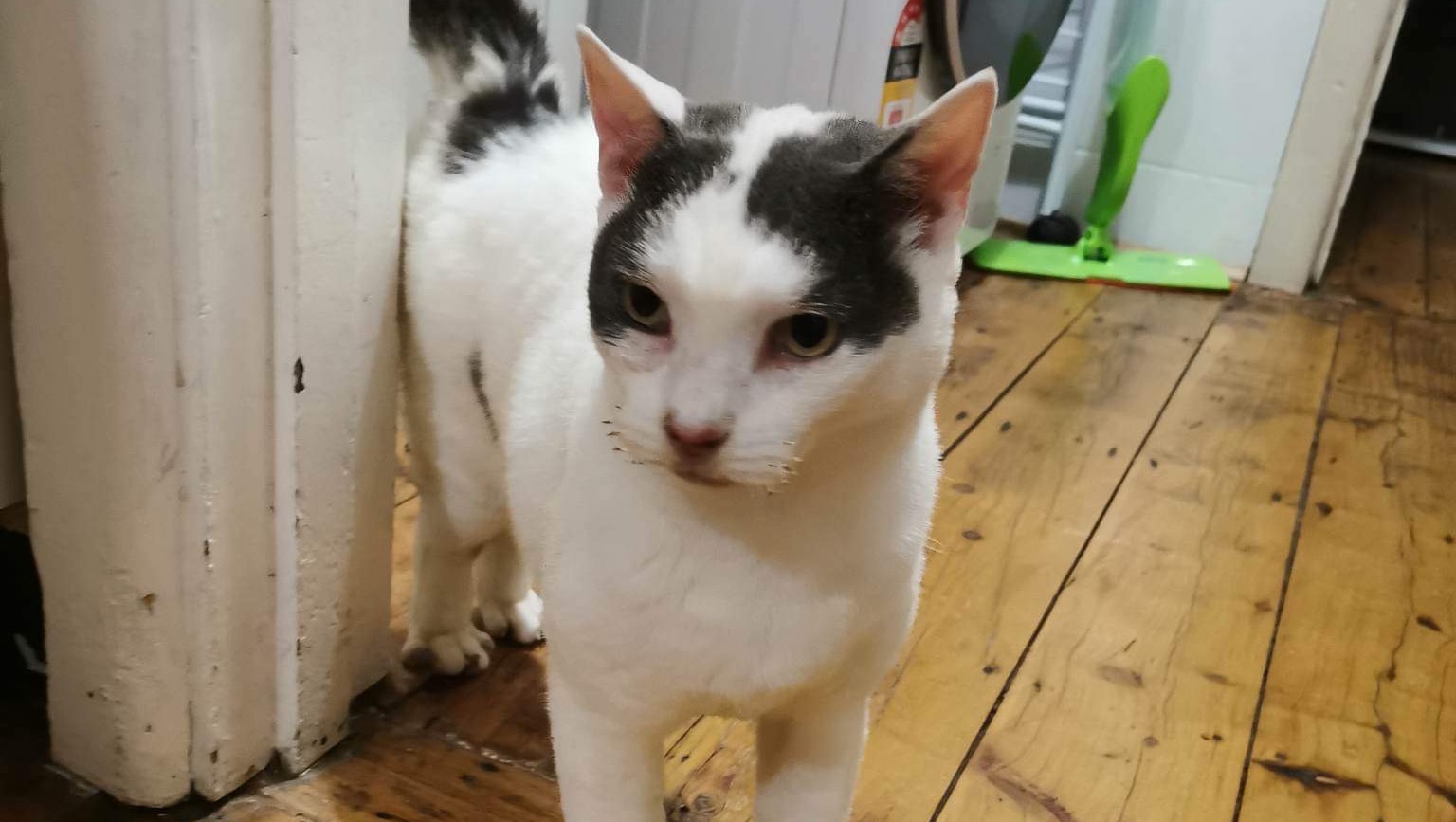 Fundraiser by Border Small Animal Rescue Myrtleford house fire