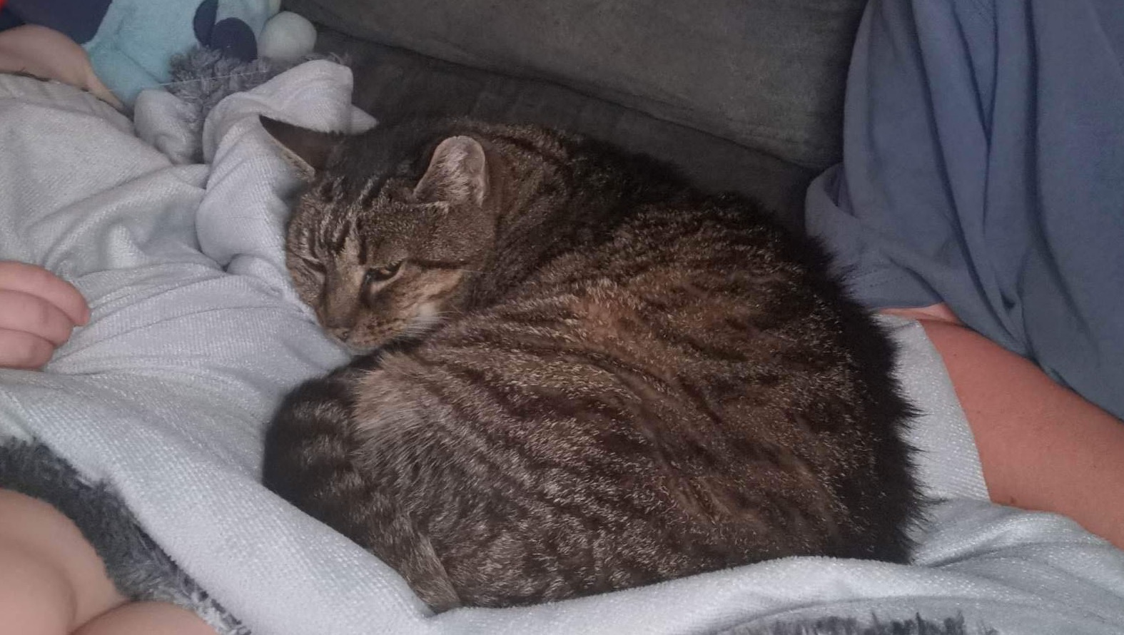 Fundraiser by Border Small Animal Rescue Myrtleford house fire