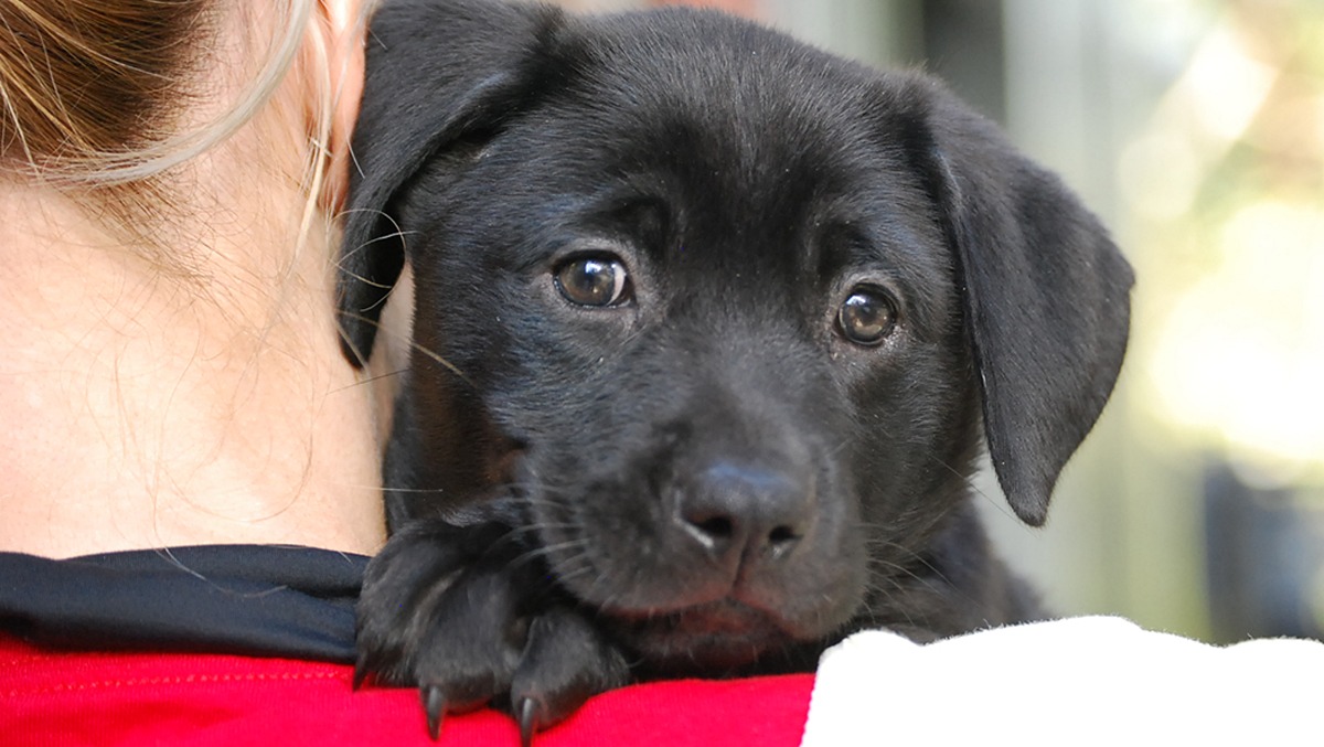 Fundraiser by Sophia Espinoza Seattle Humane Pet Food Bank!