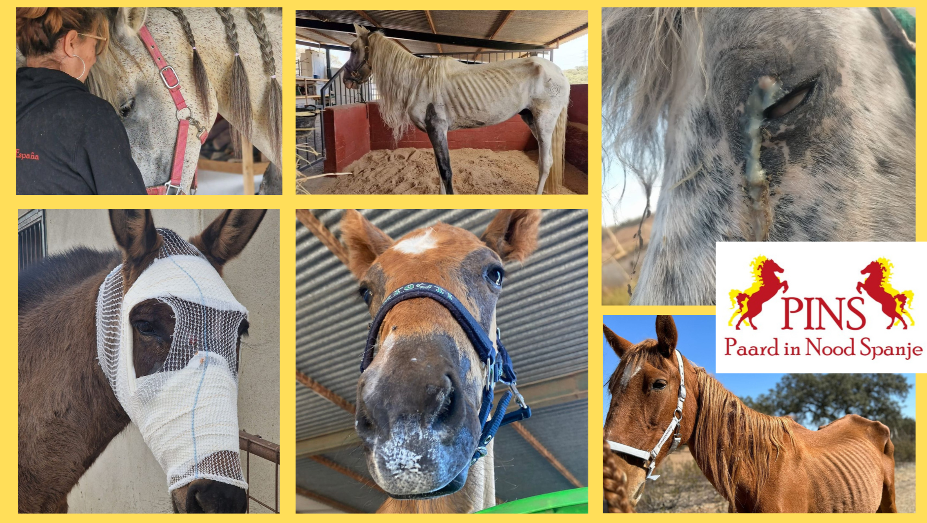 Fundraiser for Laura Hoitsema by Mirjam Vermeegen : Steun de geredde  paarden van Paard in Nood Spanje!