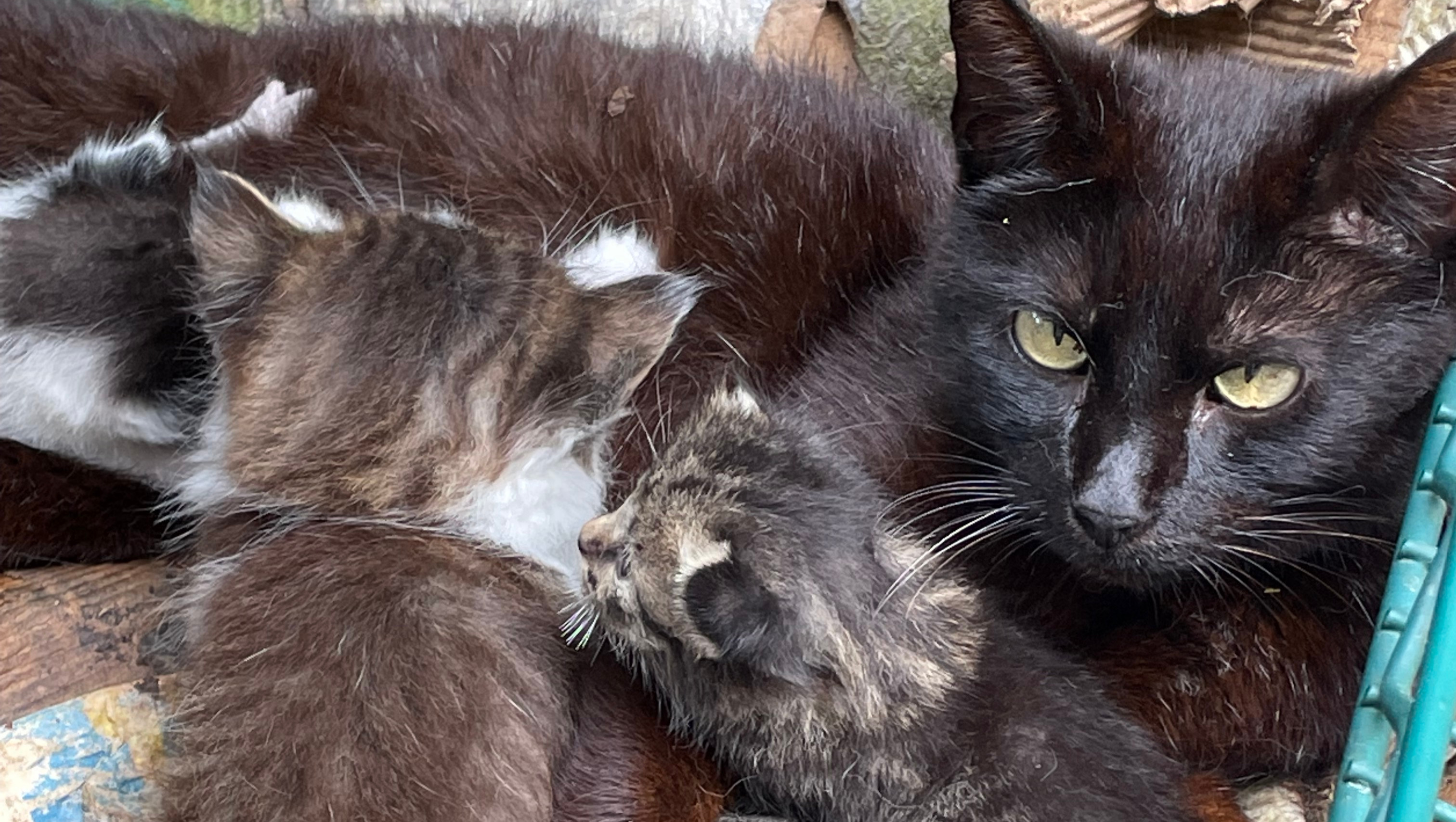 Fundraiser by Donna Soderquist Trap Neuter Vaccinate and Return of