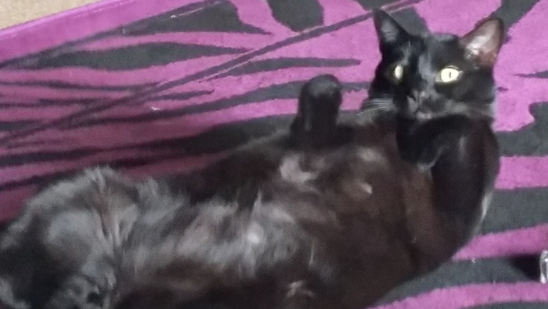 Help with Laszlo and medical bills. photo