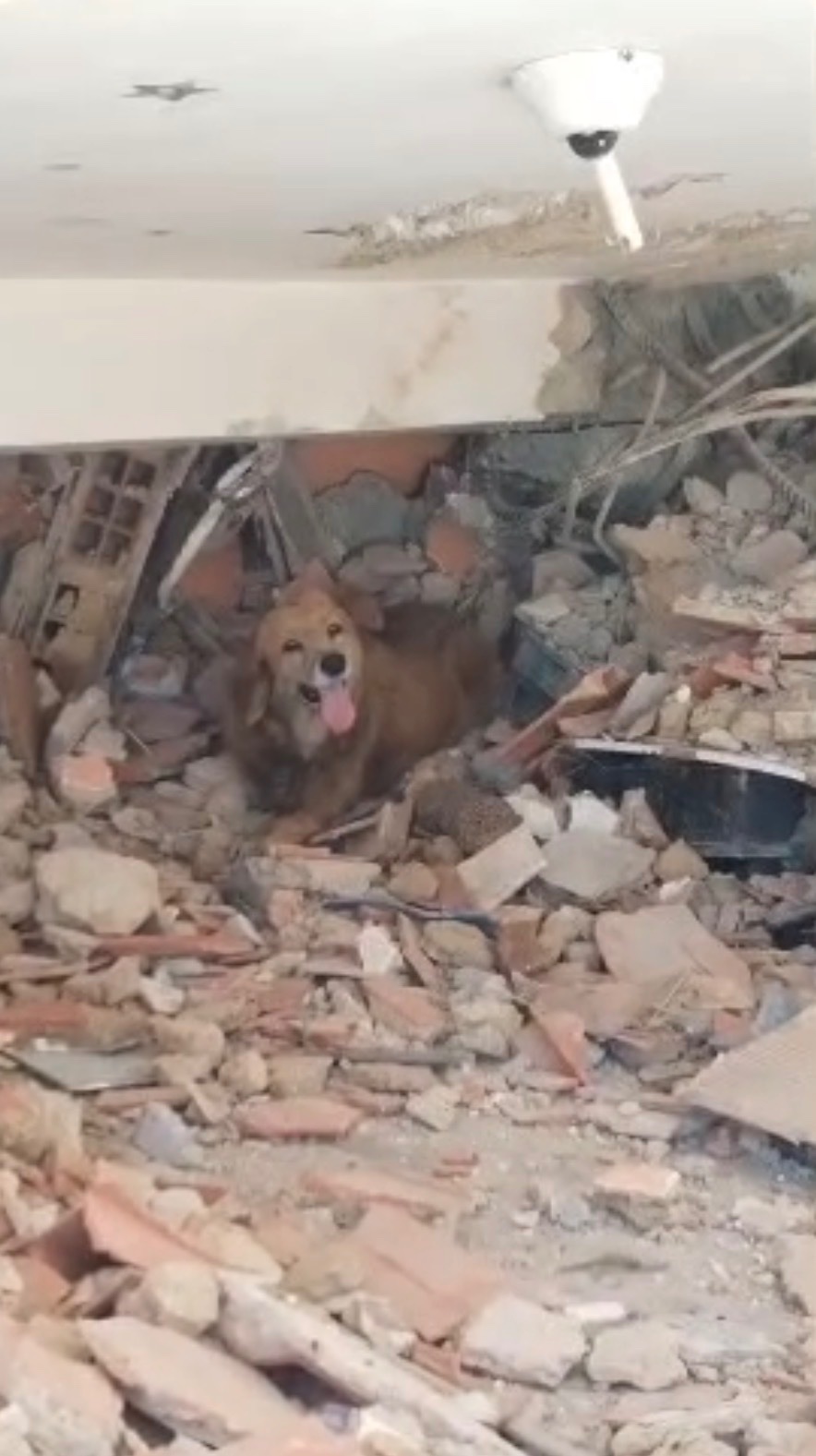 Street Dogs - Earthquake Emergency campaign photo, 2 of 6
