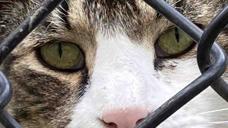 $$ for updating vetting for our @bkwaterfrontcats photo