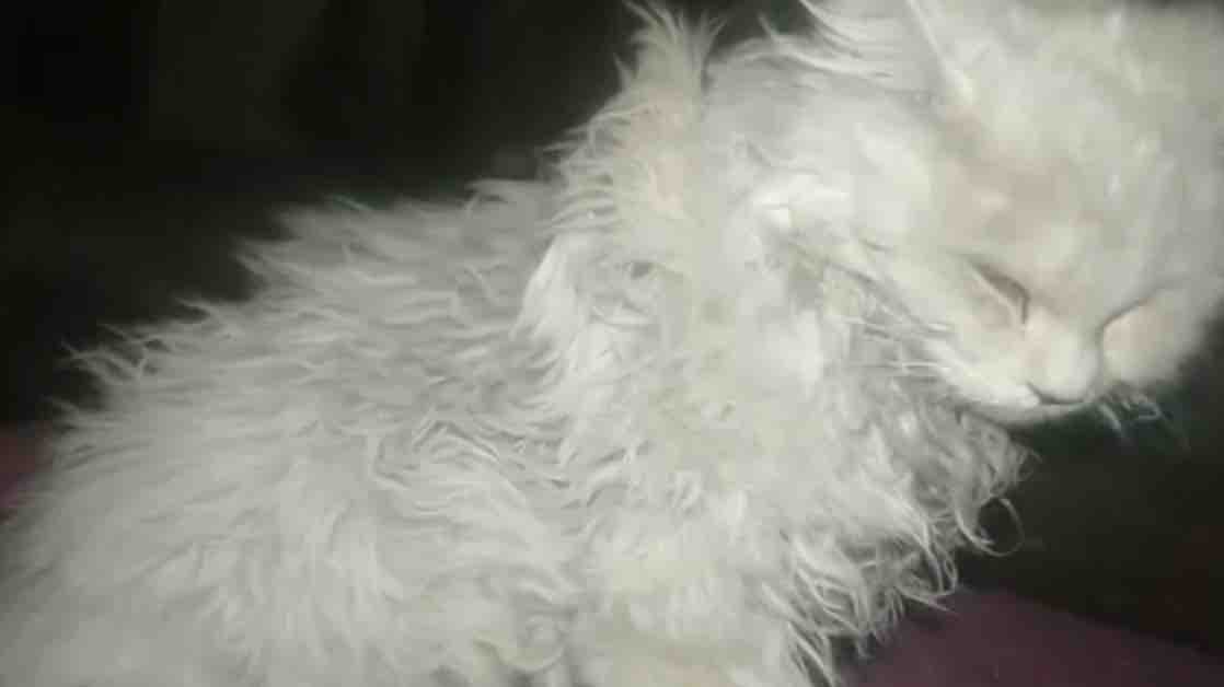 HELP STRAY ANIMALS IN PAKISTAN photo