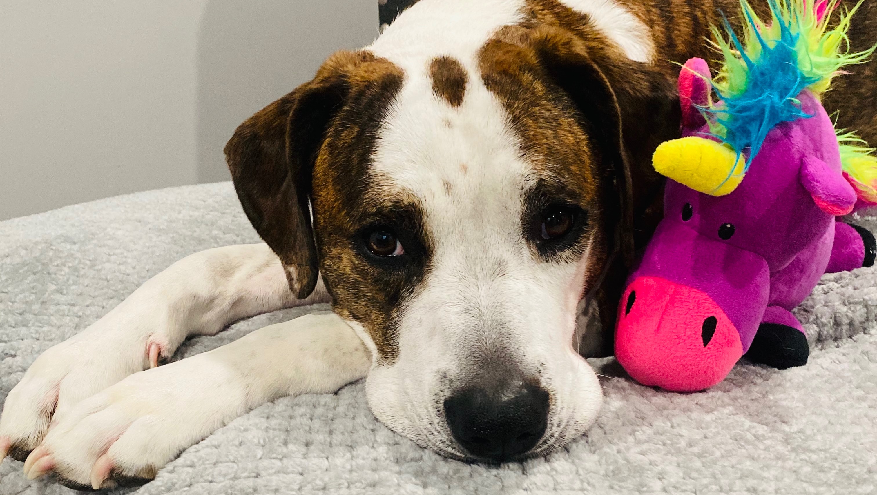 Fundraiser by Jenn Trocine : Support For Roxy’s ACL Surgery & Recovery