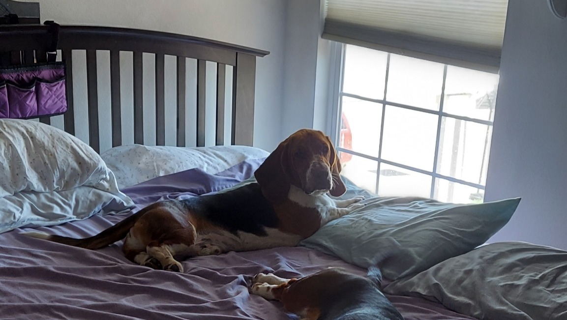 Fundraiser by Dominique Perez : Getting Dudley out of surgery