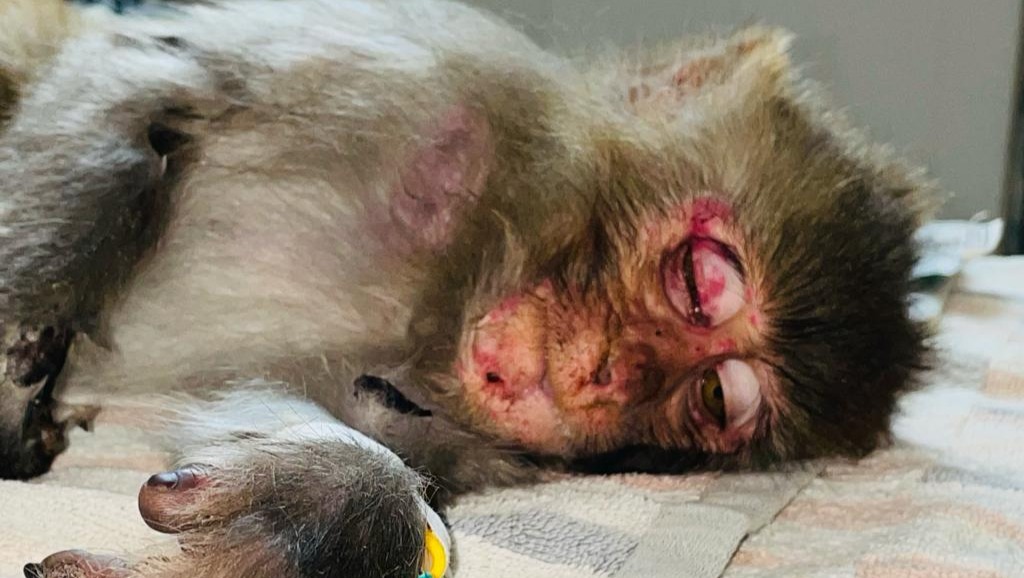 Critters Ark Animal Welfare needs YOUR Help! photo