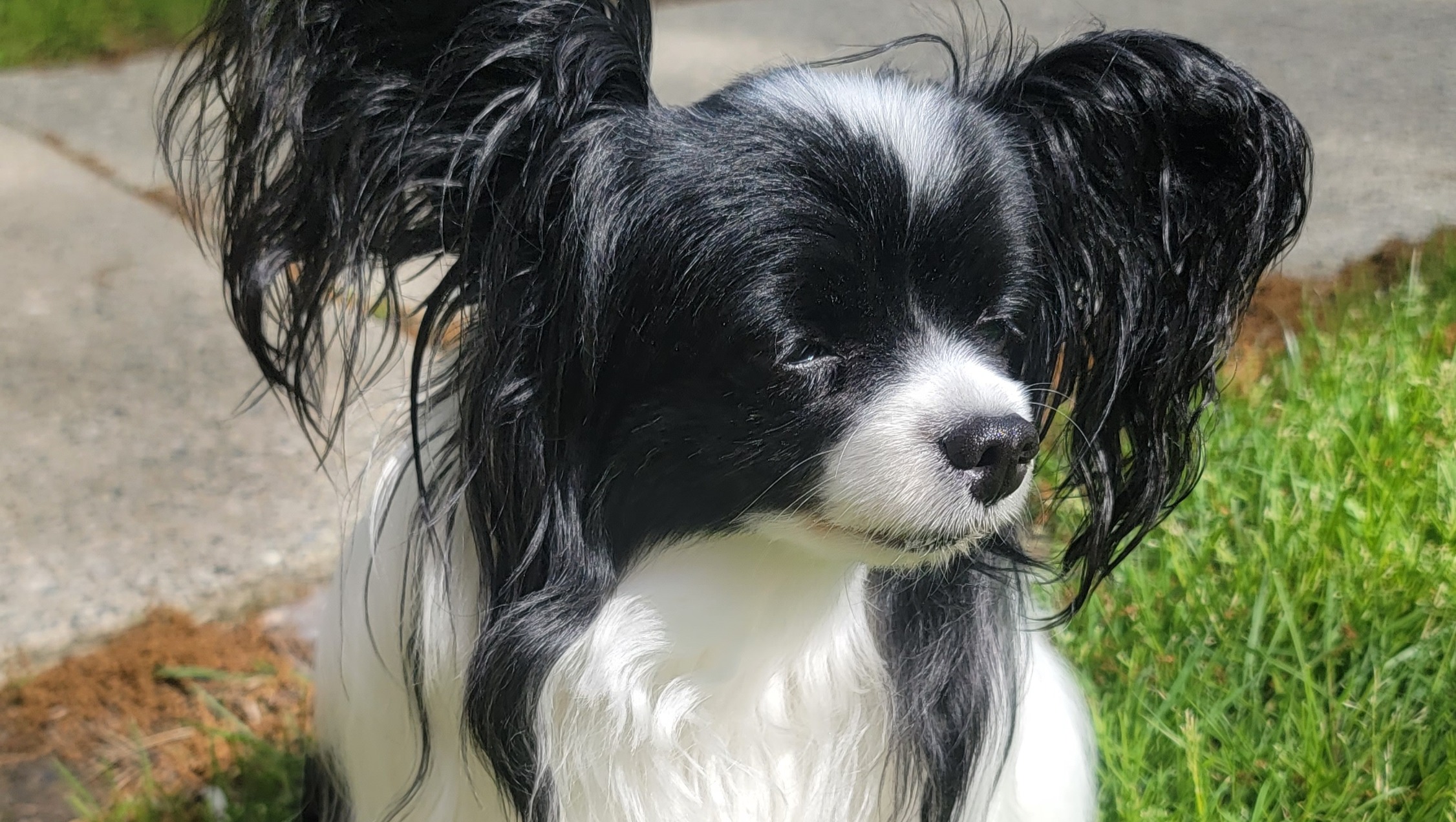 Support Shade & pups photo