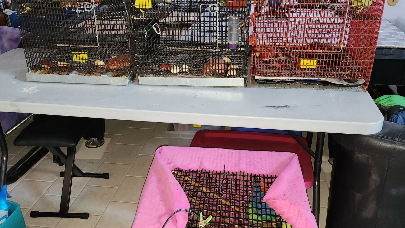 Fundraiser for Tierney Sheffer by Danielle Gnidziejko Arizona Pocket