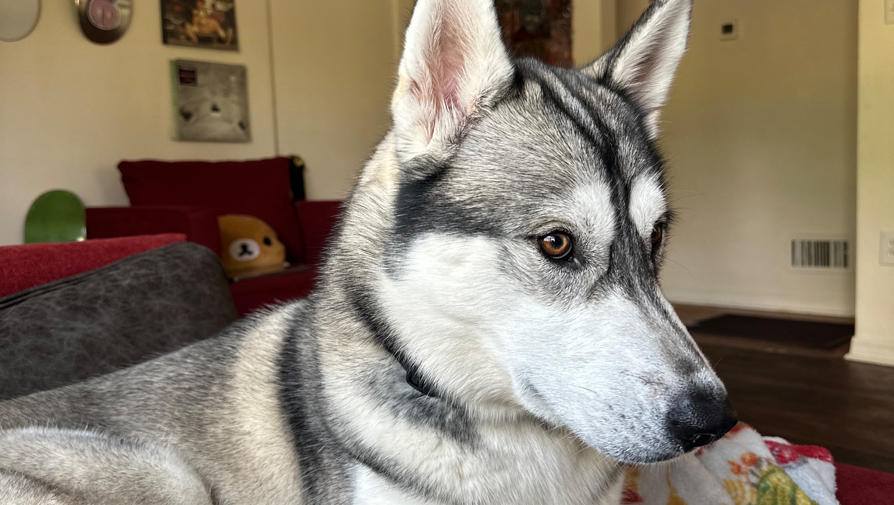 Ozzys medical bills photo