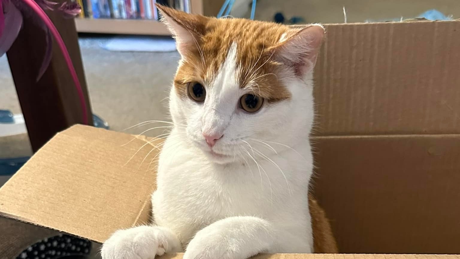 Spendenkampagne von Matthew Andrews Velveeta Oral Surgery